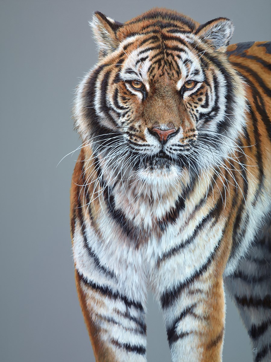 A Tiger's Stare