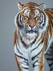A Tiger's Stare by Gina Hawkshaw - Original Painting on Stretched Canvas sized 36x48 inches. Available from Whitewall Galleries